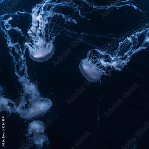 Photographie blue jellyfish on black background