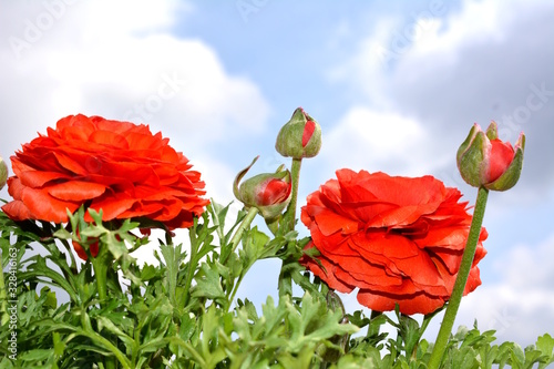 花壇が寂しい時 彩りを添えてくれるラナンキュラス 赤 空 雲 花イメージ素材 Stock Photo Adobe Stock