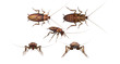 Common asian cockroach white background multiple poses 3d rendering