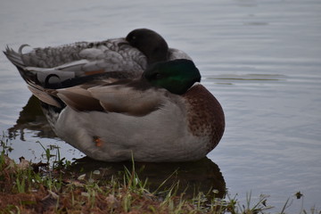 ducks in pond