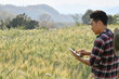 © Surachai - Young men use laptops Research of barley varieties in experimental plots, agricultural and technology concepts.