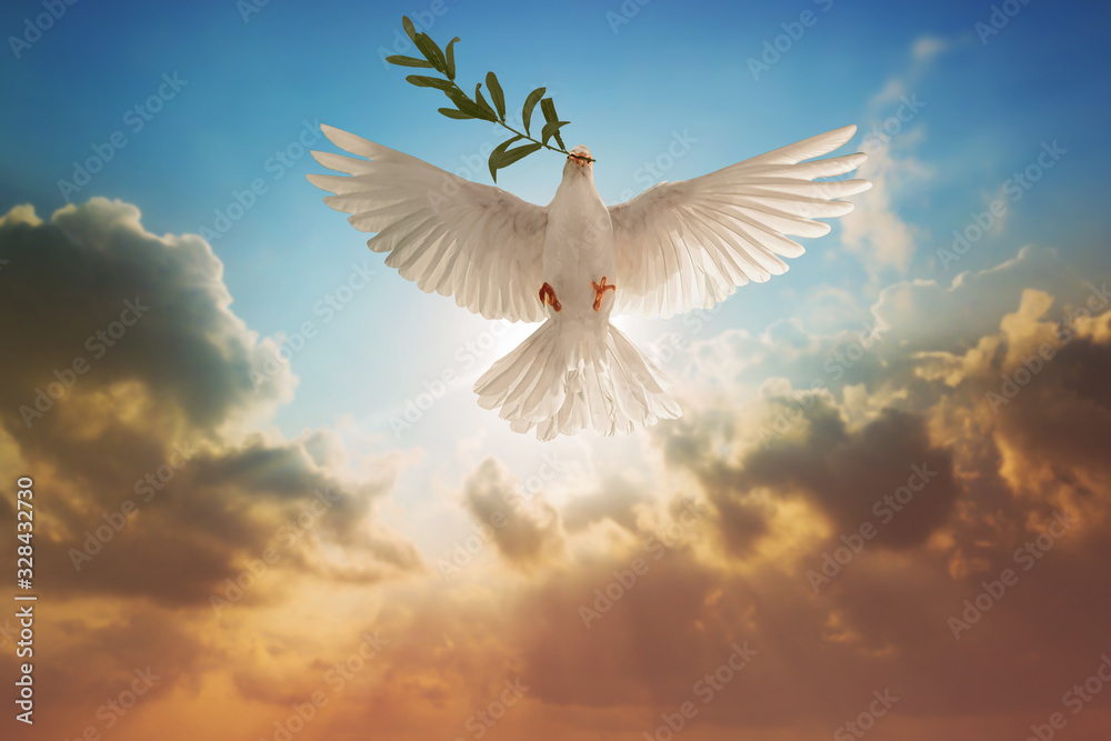 White Dove carrying olive leaf branch on Beautiful light and lens flare .Freedom concept and international day of peace - obrazy, fototapety, plakaty 