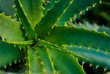 © Michael Marquand - Green succulent detail, Marrakesh, Morocco
