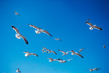 Birds In Flight In Essaouira, Morocco 