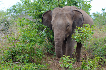 Elephant in the natural jungle