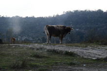 Cow Pie’s In Ground Of Kaloor Himachal Pradesh India