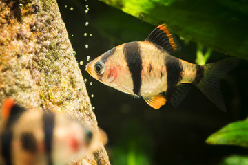 Sticker - Puntius tetrazona - Macro detail of aquarium fish with four stripes.