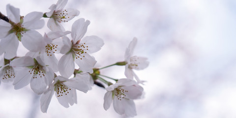 Wall Mural - Close up of Cherry blossoms with copy space　桜の花の背景 コピースペース