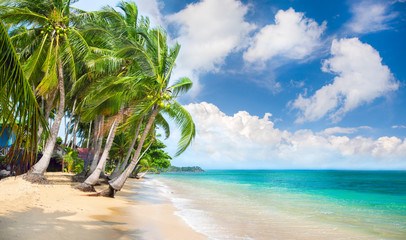 Wall Mural - beach and coconut palm trees. koh samui, thailand