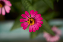 Zinnia Flowers In The Garden. Close Up Of Beautiful Pink Zinnia Flower.