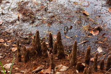 Close up of swamp tree roots