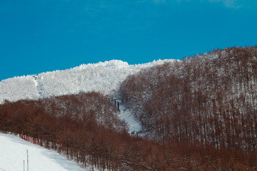 snowy mountain , trees full of snow 