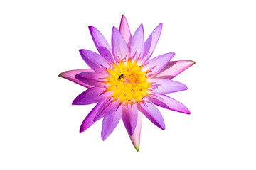 Wall Mural - lotus flowers and insects on a white background
