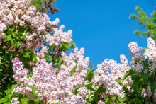 Pink, Violet, Purple Lilac Flowers On A Blue Sky Background...