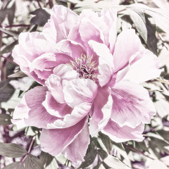 Wall Mural -  Close-up stylized pink peony flower, there is noise in the image