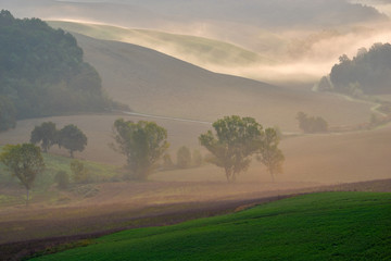 Wall Mural - Beautiful view of the Tuscan fields in the morning mists, Pievina, Siena Province, Tuscany, Italy, Europe