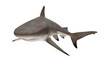 Reef shark isolated on white background cutout ready front tail down view 3d rendering