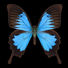 Blue Emperor Butterfly Isolated On A Black Background