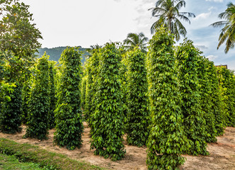 Black pepper plant with green berries and leaves