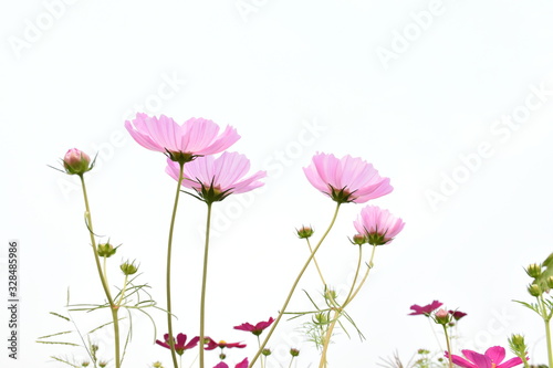 Pink cosmos on white background Tableau sur Toile