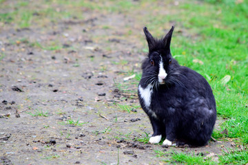 Beautiful of black rabbit sitting on the green grass in the field in sunshine day. Small bunny looking something on the meadow with nature background in good weather at the spring or summer season.