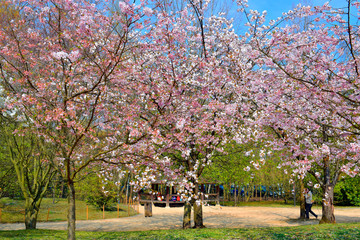 Wall Mural - Beautiful of pink flowers cherry blossom or sakura blooming with blue sky background in the garden with green grass at spring or summer season.