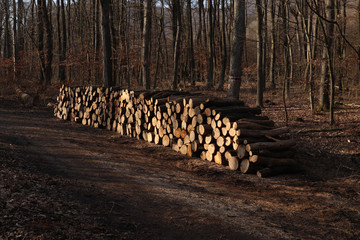 Wall Mural - Stored cut wood in the forest after harvesting. Firewood ready for winter. Forest path, in the background is a forest full of trees. Autumn weather.