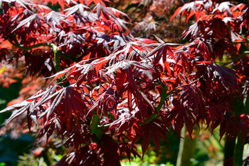 Wall Mural - Beautiful of red maple leaves or japanese maple tree in the garden in sunny day and good weather at spring or summer season. Nature concept. Selective focus.