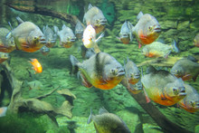 A Flock Of Amazonian Piranhas Swimming In An Aquarium.