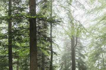 Views of the green forest with fog and rain, Black Forest, Germany.