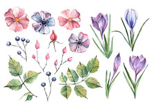 Set Of Spring Flowers Painted By Hand In Watercolor. Irises, Tea Rose, Leaves And Branches Isolated On A White Background.