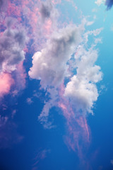 Wall Mural - abstract color of clouds and sky on pink in evening sunshine.