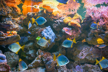 Sticker - Tropical blue fishes in aquarium as nature underwater sea life background