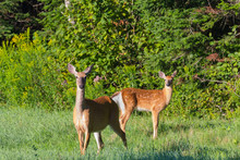 Mother Whitetail Deer And Her Spotted Fawn In A Meadow On A Sunny Summer Morning In Benton, New Brunswick, Canada.