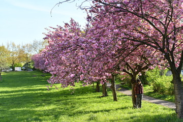 Trees 2