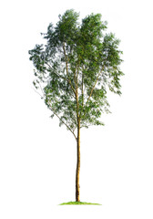 eucalyptus tree isolated on white background