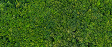 Top View On The Forest Panoramic