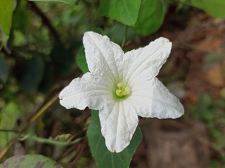 white flower in the garden