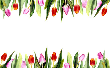  Template with tulips. Watercolor illustration. Hand draw