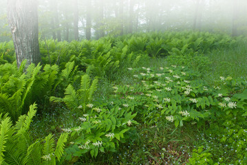 Wall Mural - Spring landscape of false Solomon's seal in fog, Pictured Rocks National Lakeshore, Michigan's Upper Peninsula, USA