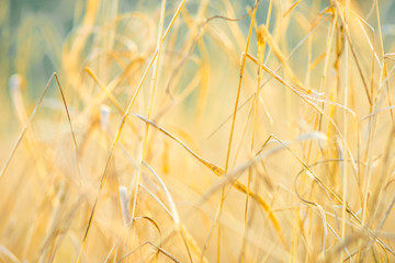 Canvas Print - Wild yellow dry grass grow in autumn blurred field.