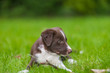 Brown Border Collie puppy in the grass. Cute dog puppy portrait