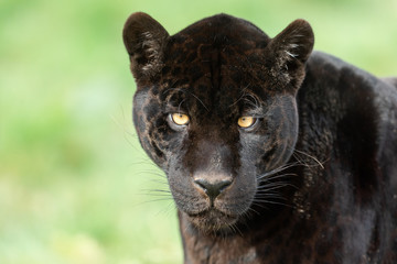 Leinwandbilder - Portrait of a black jaguar in the forest