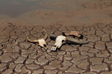 The drought land texture in Thailand. Skull animal on dry land.