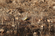 Western Meadowlark (Sturnella Neglecta) , New Mexico, USA