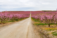Spectacular Color That The Trail Offers When Crossing Peach Tree Plantations And Flowering Pear Trees