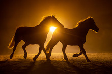 Silhouette Of Two Galloping Haflinger Horses In A Orange Smokey Atmosphere