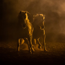 Silhouette Of Two Galloping Haflinger Horses In A Orange Smokey Atmosphere Looking Like A Rembrandt Painting