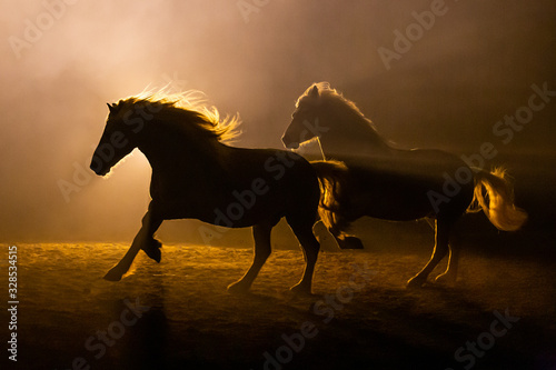 Fotomural Silhouette of two galloping Haflinger Horses in a orange smokey atmosphere
