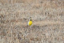 Western Meadowlark (Sturnella Neglecta) , New Mexico, USA
